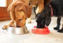 Innovative Dog Feeding Bowls for Happier and Healthier Pets