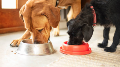 Innovative Dog Feeding Bowls for Happier and Healthier Pets