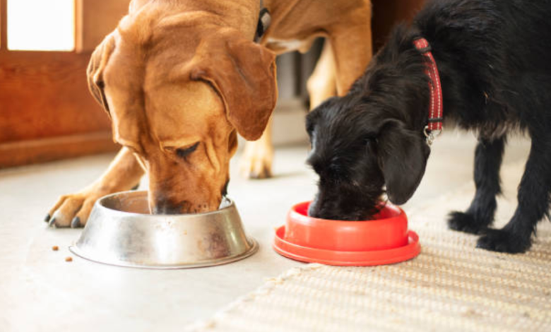 Innovative Dog Feeding Bowls for Happier and Healthier Pets