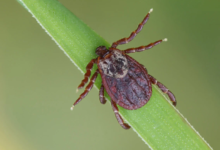 Tick Tape: An Effective, Chemical-Free Solution for Outdoor Safety
