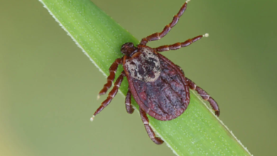 Tick Tape: An Effective, Chemical-Free Solution for Outdoor Safety