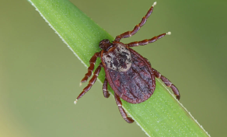 Tick Tape: An Effective, Chemical-Free Solution for Outdoor Safety